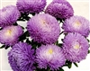 Aster Chrisantella Moonstone