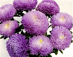 Aster Chrisantella Moonstone