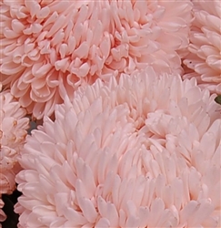 Aster Chrisantella Pink Mother of Pearl