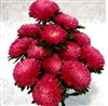 Aster Chrisantella Runaway Bride