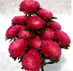 Aster Chrisantella Runaway Bride