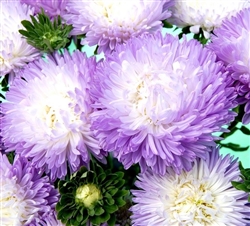 Aster Chrisantella Winter Look