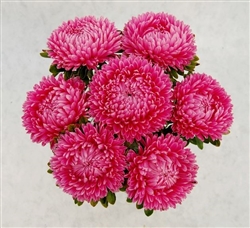 Aster Lady Coral Brilliant Rose
