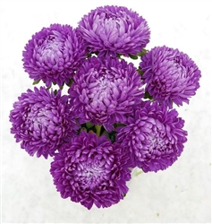 Aster Lady Coral Dark Blue