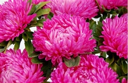 Aster Lady Coral Dark Rose