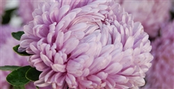 Aster Lady Coral Lavender