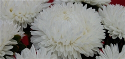 Aster Lady Coral White