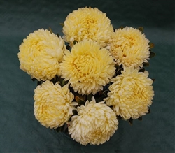 Aster Lady Coral Yellow