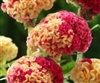 Celosia Kurume Corona