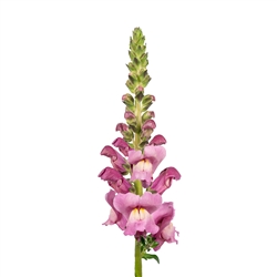 Antirrhinum Avignon II Lavender Pink