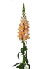 Antirrhinum Toulon Apricot IV