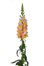Antirrhinum Toulon Apricot IV