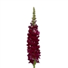 Antirrhinum Toulon Dp Purple IV