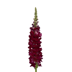 Antirrhinum Toulon Dp Purple IV