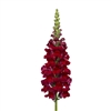 Antirrhinum Toulon Dp Red IV