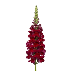 Antirrhinum Toulon Dp Red IV