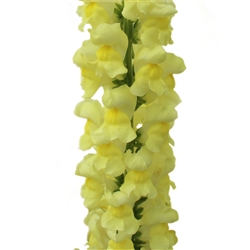 Antirrhinum Toulon Lemon IV