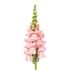 Antirrhinum Toulon Pink IV