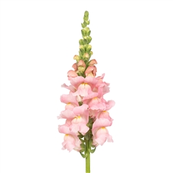 Antirrhinum Toulon Pink IV