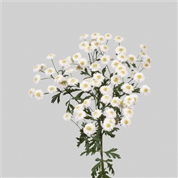 Matricaria Tetra Eva Pellets