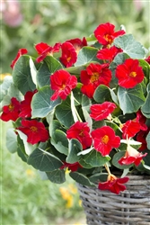 Nasturtium Baby Red