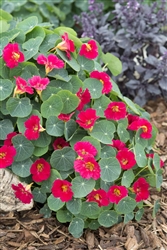 Nasturtium Baby Rose