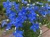 Delphinium Cheer Blue