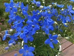 Delphinium Cheer Blue