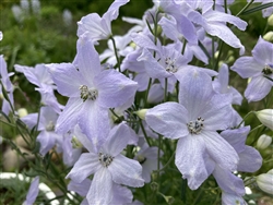 Delphinium Cheer Lavender