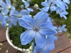 Delphinium Cheer Lt Blue