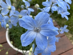 Delphinium Cheer Lt Blue