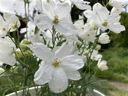 Delphinium Cheer White
