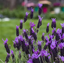 Lavender Violeta Purple XL