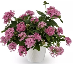 Pentas Beehive Lilac Pellets