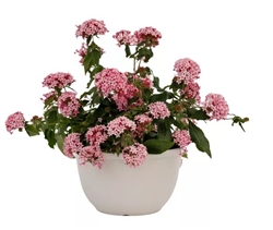 Pentas Beehive Pink Bicolour