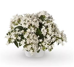 Pentas Beehive White