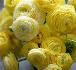 Ranunculus Highline Cream