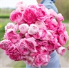 Ranunculus Highline Juliette