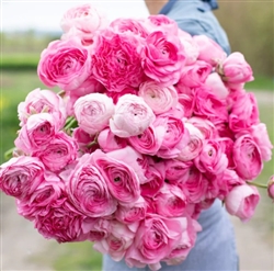 Ranunculus Highline Juliette