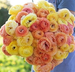 Ranunculus Highline Pastel Lemon