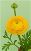 Ranunculus Highline Pergol