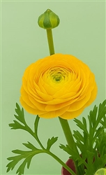 Ranunculus Highline Pergol