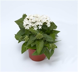 Pentas Bee Bright White Pellets