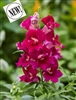 Antirrhinum Twinny Purple