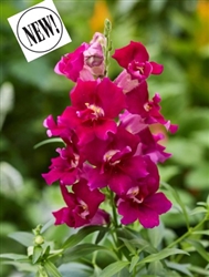 Antirrhinum Twinny Purple