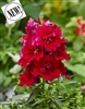 Antirrhinum Twinny Red