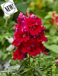 Antirrhinum Twinny Red