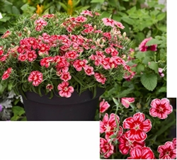 Dianthus Divinity Radiant Scarlet Frost