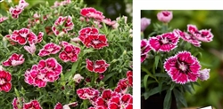 Dianthus Divinity Radiant Raspberry Red