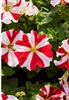 Petunia Limbo Red Star Pellets